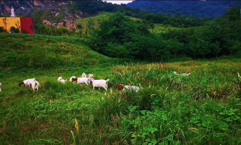 安徽合肥景点马塔塔动物王国景点介绍1