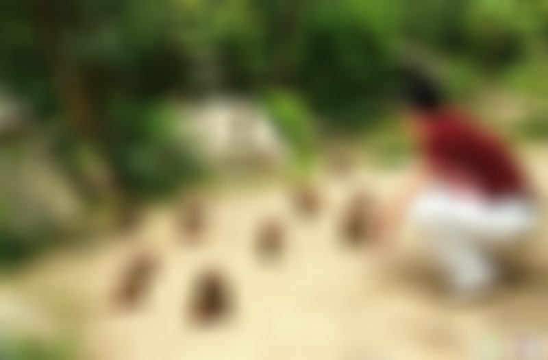 广东珠海景点屋头龙水库栈道景点介绍1