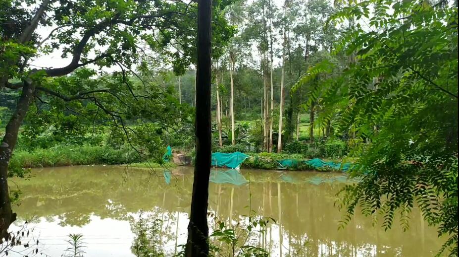 广东深圳景点深圳东湖公园景点介绍1