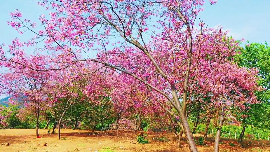 广东茂名景点茂名露天矿生态公园景点介绍1