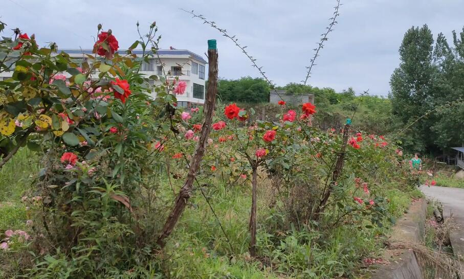 广东惠州景点多祝玫瑰庄园景点介绍1
