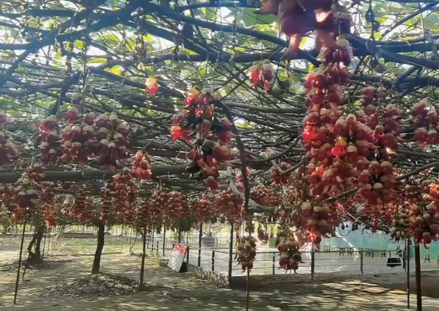 广东佛山景点王借岗森林公园景点介绍1