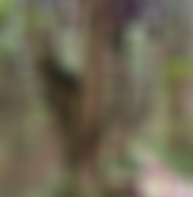 四川广元翠云廊庞统柏景区景点介绍1