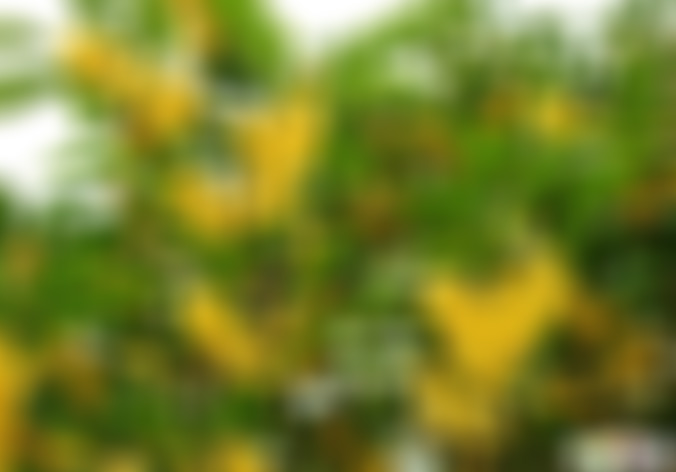 四川雅安空石林野山桂雨风景景点介绍1