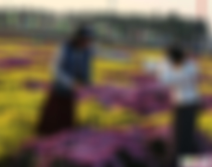 四川成都东篱菊园景点介绍1