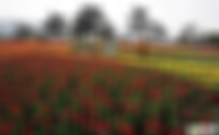 四川攀枝花花舞人间百果园景点介绍1