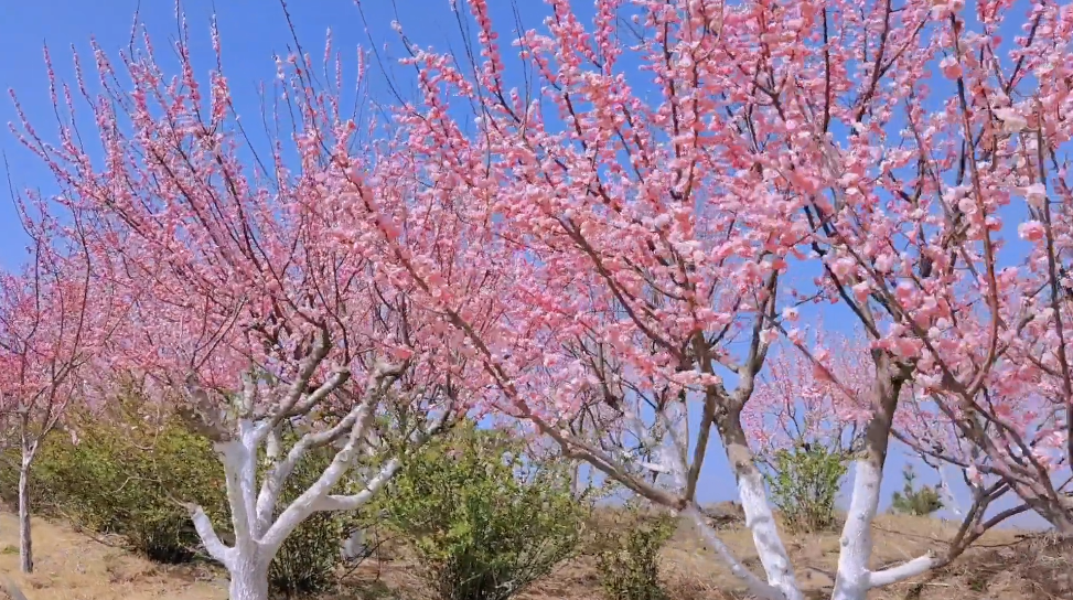 四川成都丹景山梅谷景点介绍1