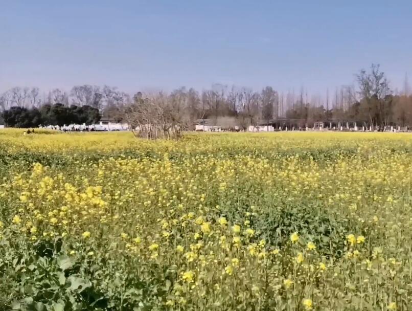 四川成都悠然田园景点介绍1