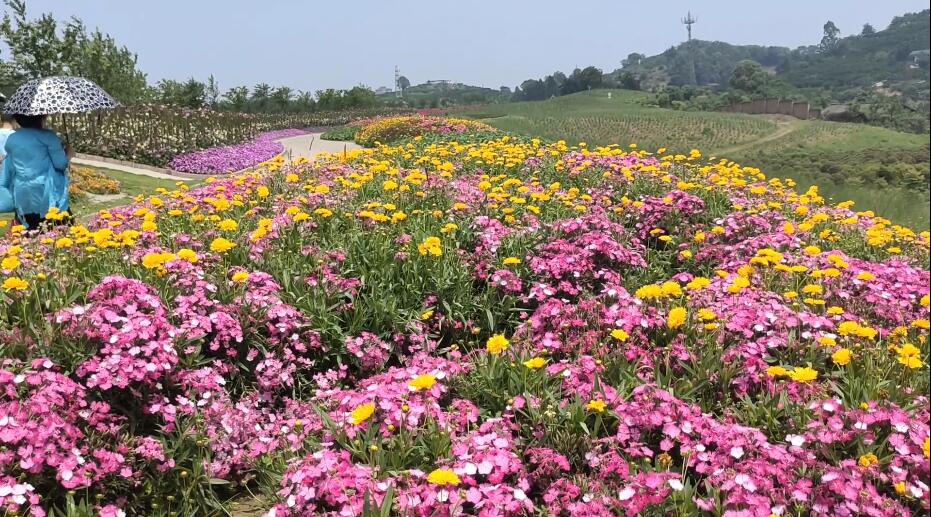 四川攀枝花花舞人间樱花谷景点介绍1