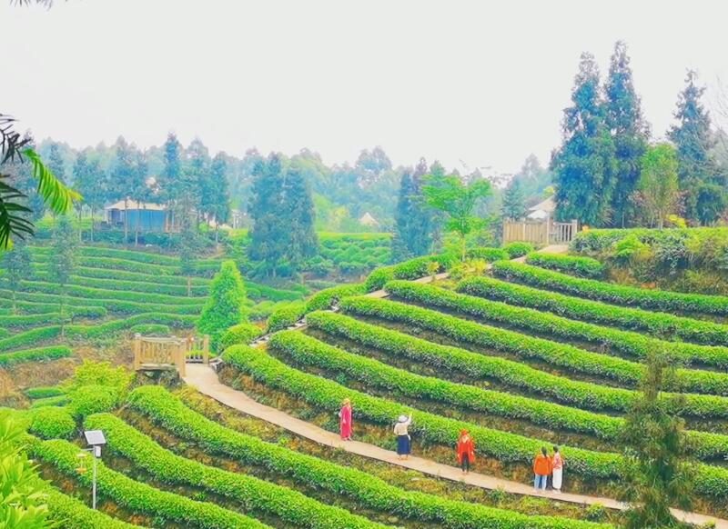 四川雅安牛碾坪茶园景点介绍1