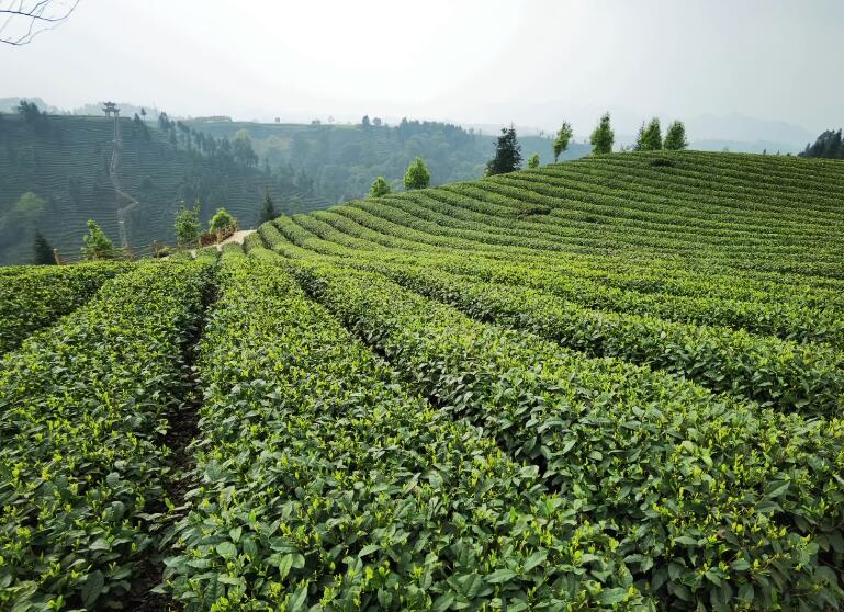 四川乐山桥沟道士观景点介绍1