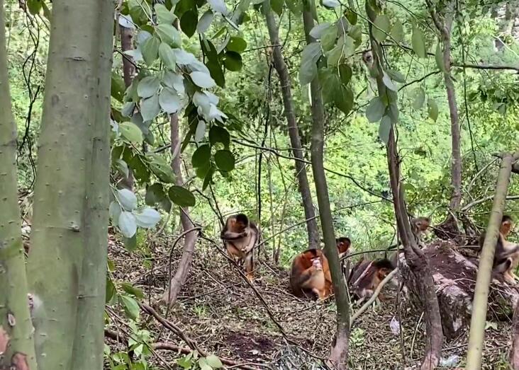 四川阿坝岷山白河金丝猴自然保护区景点介绍1
