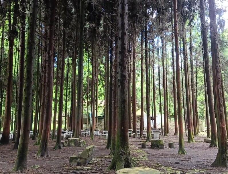 四川广安天池水杉山庄(国家2A级)景点介绍1