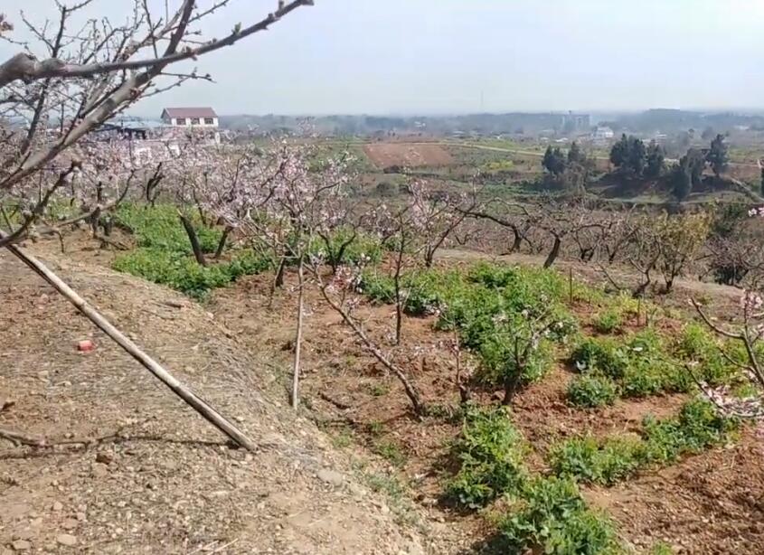 四川成都东来桃源景点介绍1