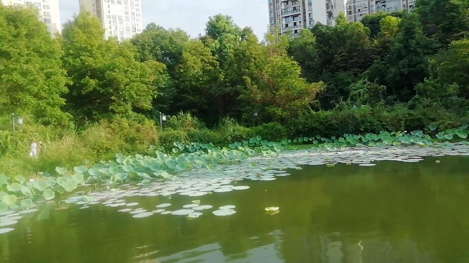 四川内江白庙子水库生态湿地公园景点介绍1