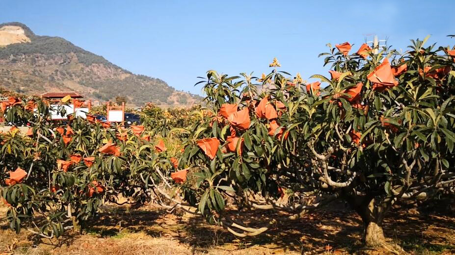 四川成都成华昭觉寺景点介绍1