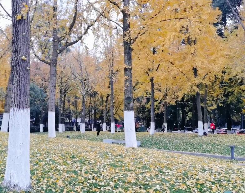 四川成都天回银杏园景点介绍1