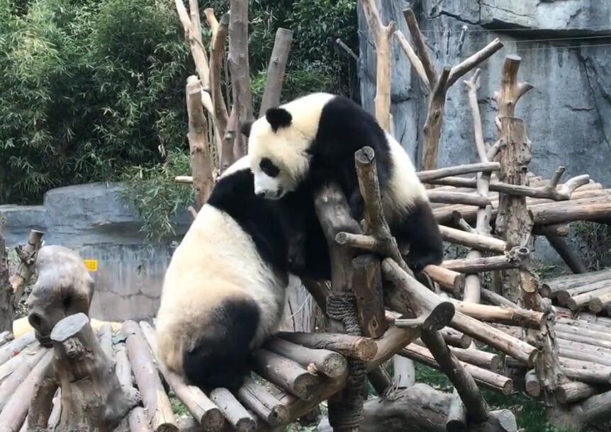 四川成都熊猫乐园景点介绍1