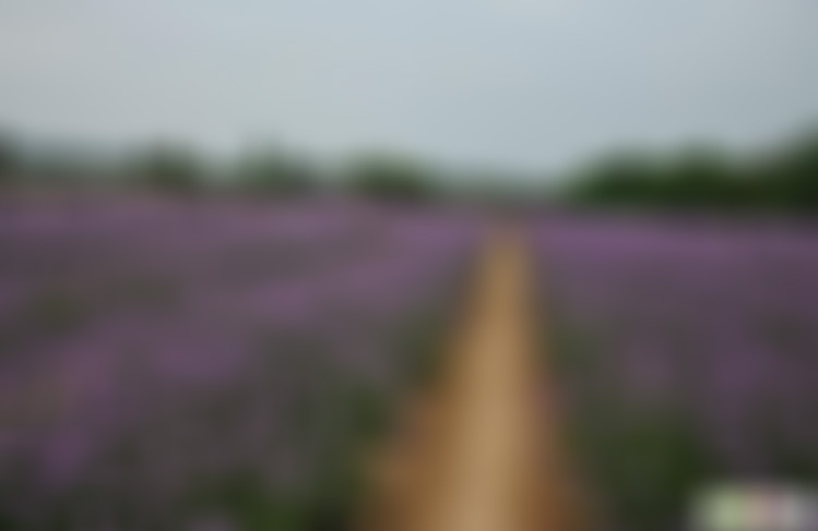 四川绵阳界牌香草玫瑰园景点介绍1