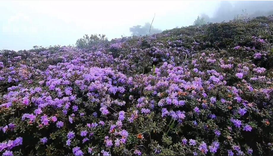 四川凉山百草坡省级自然保护区景点介绍1