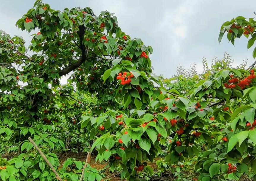 四川成都樱桃沟旅游区景点介绍1