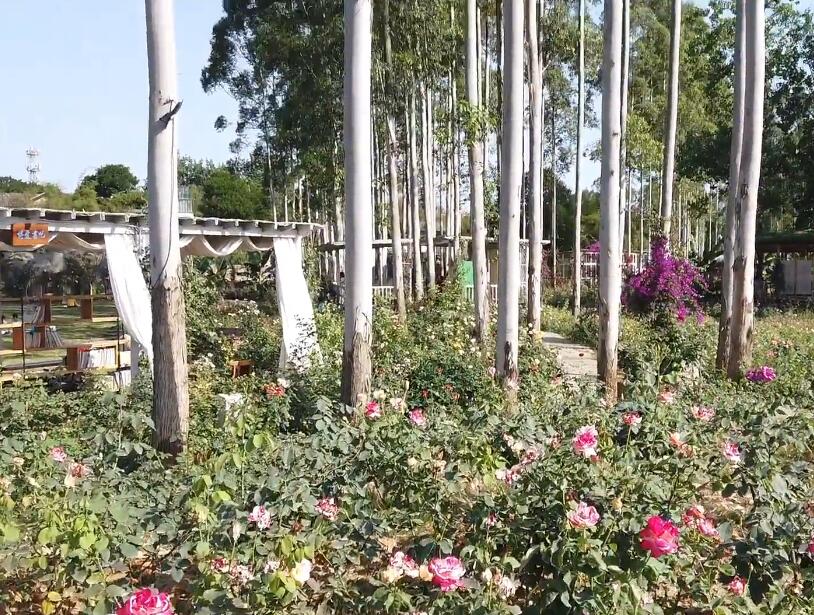 四川成都花乡玫瑰生态观光园景点介绍1