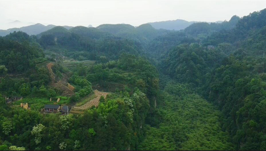 四川自贡长山花龙沟竹海景点介绍1