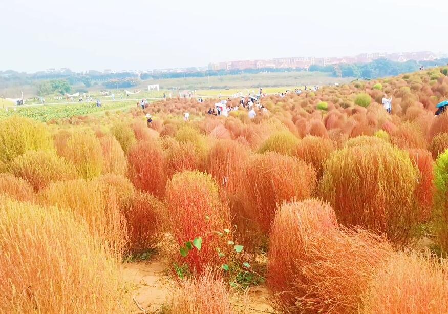 四川成都青白江大草原景点介绍1
