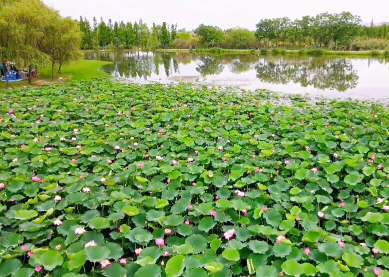 四川成都香城湿地公园景点介绍1