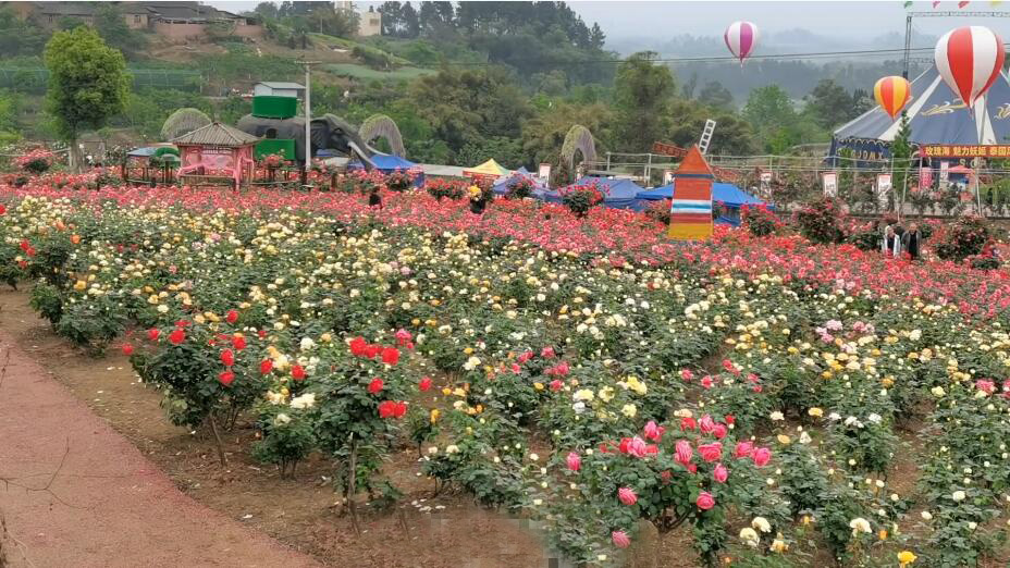 四川自贡釜溪河自贡花海景点介绍1