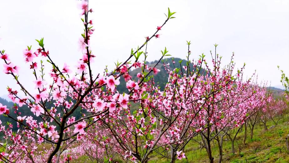 四川攀枝花海塔世外桃源风景区景点介绍1