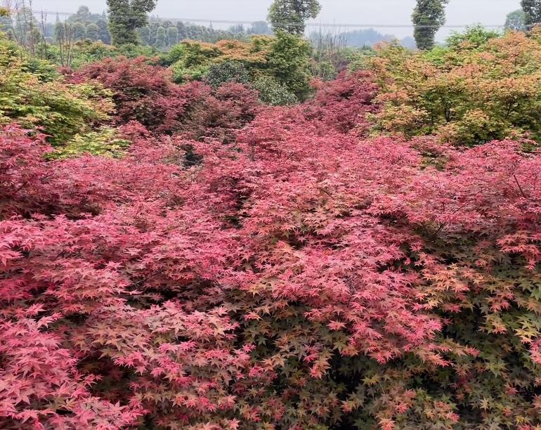 四川德阳土门中国玫瑰谷景点介绍1
