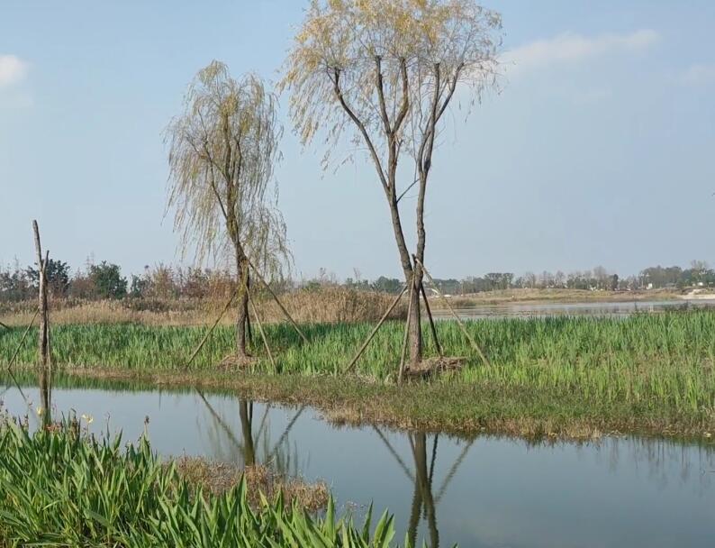 四川成都泉水湖中央湿地公园景点介绍1