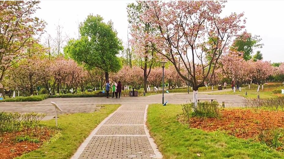 四川眉山眉山樱花博览园景点介绍1