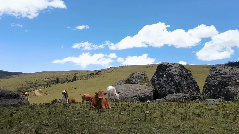 四川乐山乐山大风顶自然保护区景点介绍1