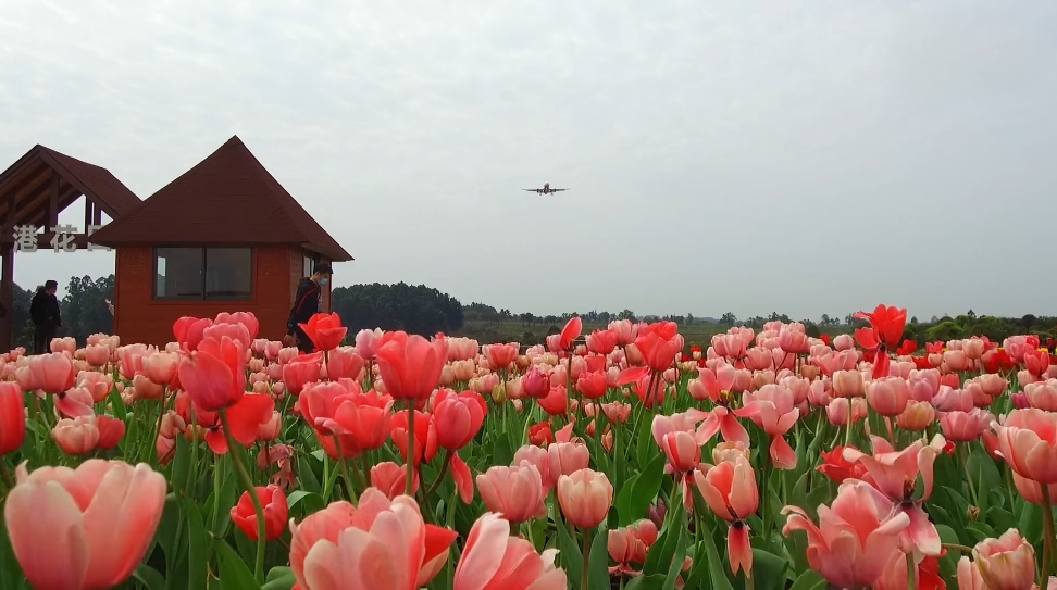 四川成都空港花田景点介绍1
