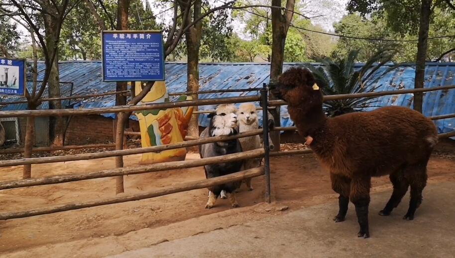 四川德阳德阳动物园景点介绍1