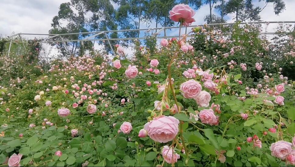 四川成都三圣玫瑰谷景点介绍1