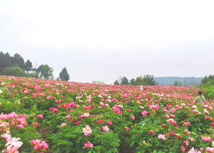 云南昆明景点黑石箐夜绞园风景区景点介绍1