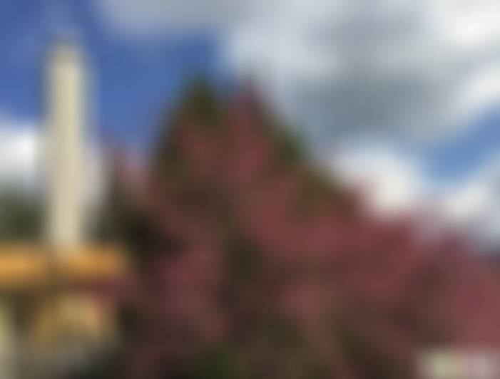 云南普洱景点歇气坡森林公园景点介绍1