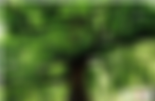 云南曲靖景点尼珠河千年菩提树景点介绍1