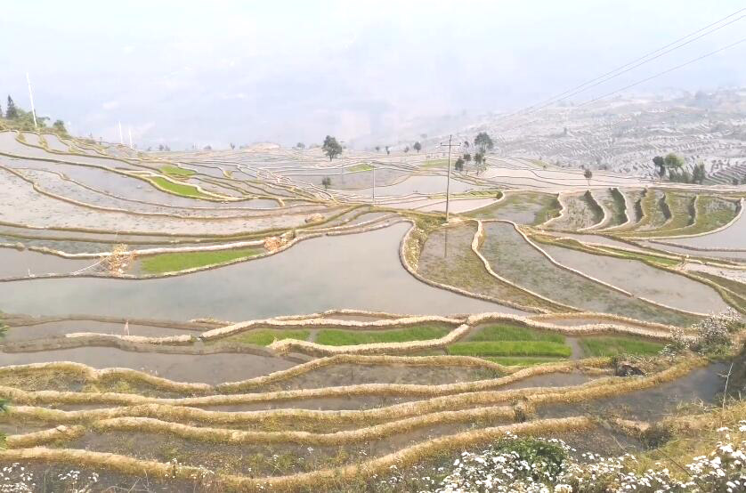 云南红河景点龙树坝梯田景区景点介绍1