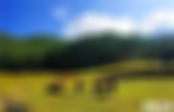 云南临沧景点大浪坝森林公园生态旅游区景点介绍1