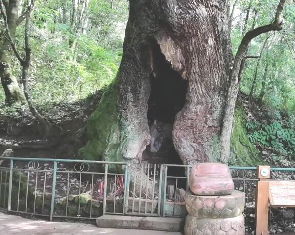 云南大理景点云南鸡足山空心树景点介绍1