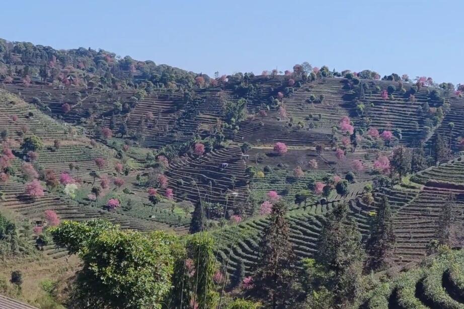 云南普洱景点中华普洱茶博览苑景点介绍1