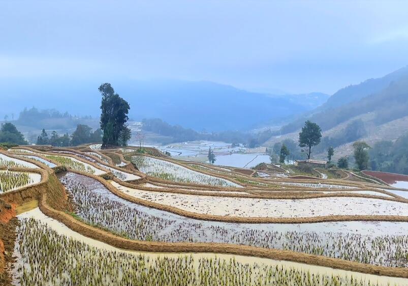 云南红河景点多依树梯田景点介绍1