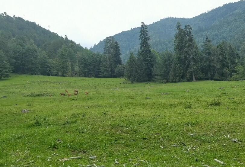 云南迪庆景点香格里拉千湖山风景区景点介绍1