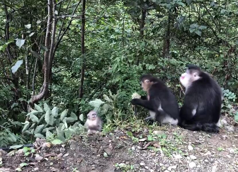 云南怒江景点丙中洛贡当神山景点介绍1