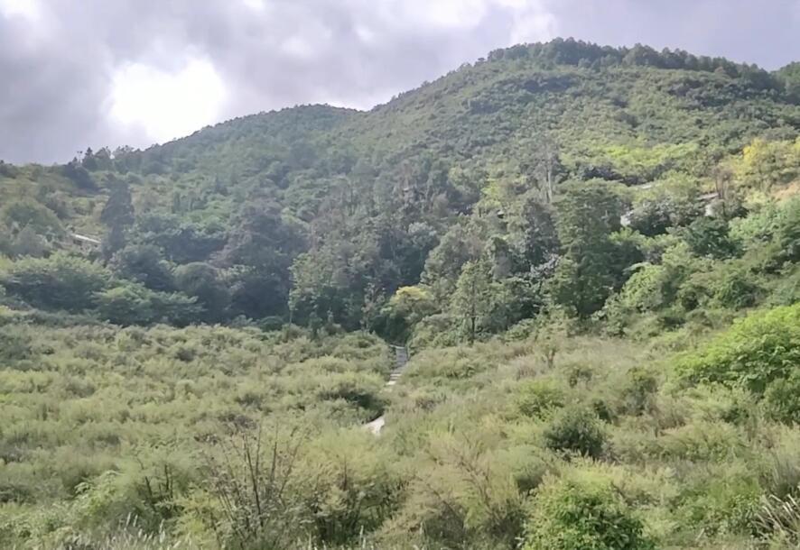 云南普洱景点景迈千年万亩古茶园景点介绍1