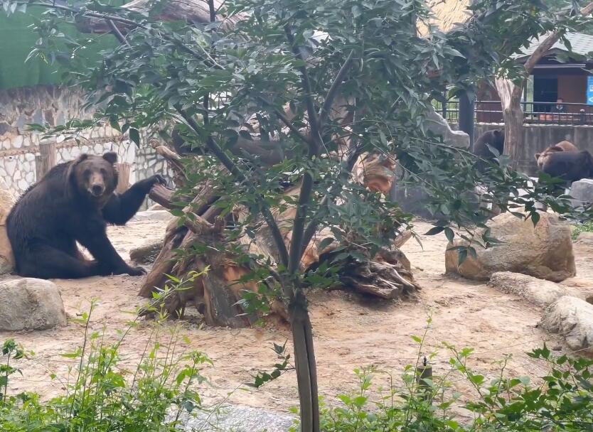 云南昆明景点云南野生动物园景点介绍1